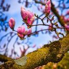 Die schönsten Blumen - Magnolien