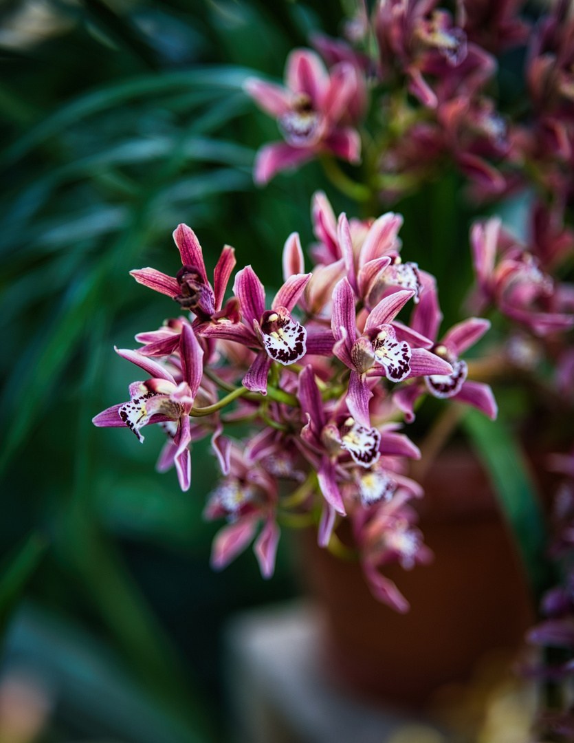 Die schönsten Blumen - Orchideen 