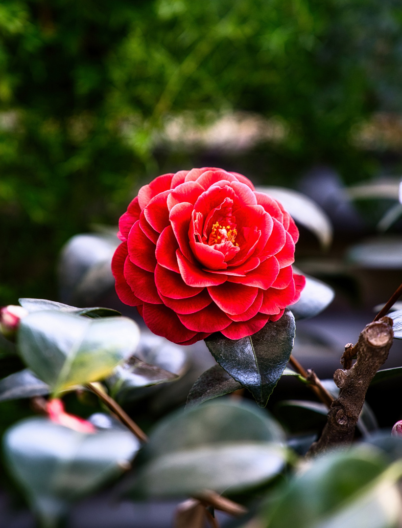 Die schönsten Blumen - Wild Rose