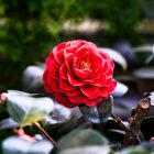 Die schönsten Blumen - Wild Rose