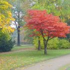 ......die schönsten Farben bringt uns der Herbst