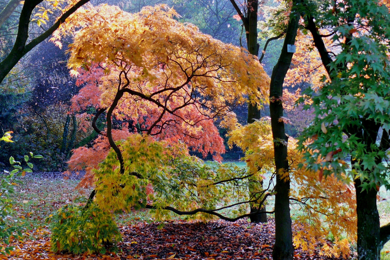 Die schönsten Farben des Herbstes