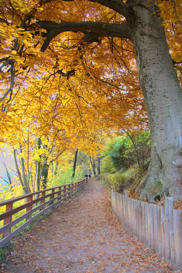 Die schönsten Farben hat der Herbst