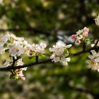 Die schönsten Freuden des Frühlings