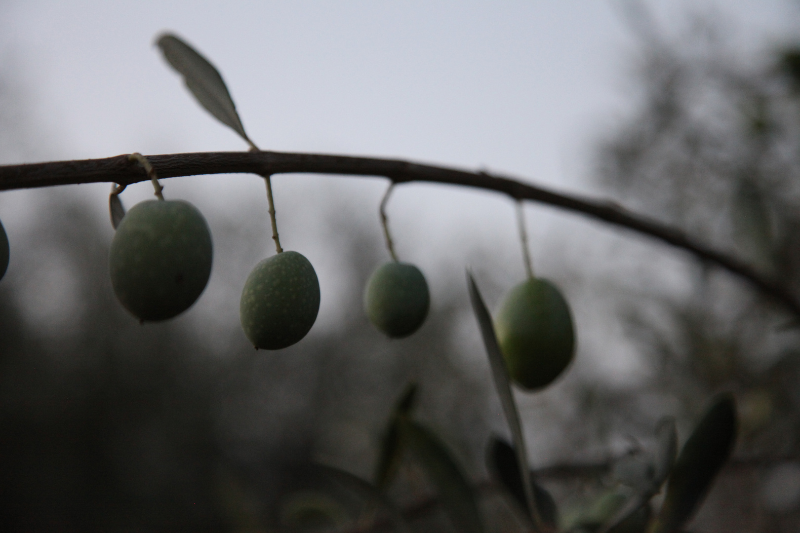 die schoensten fruechte