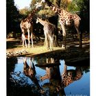 ...die schönsten Giraffen der Welt...