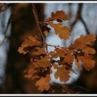 Die schönsten Herbstfarben