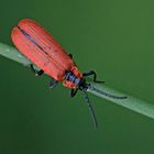 Die schönsten Käfer  1