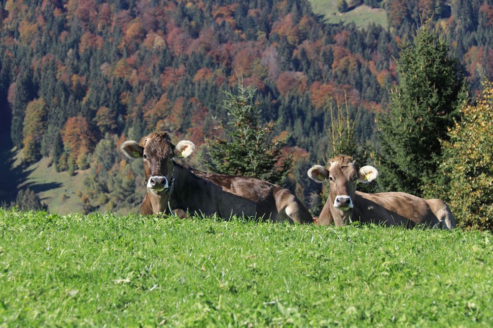 Die schönsten Kühe...