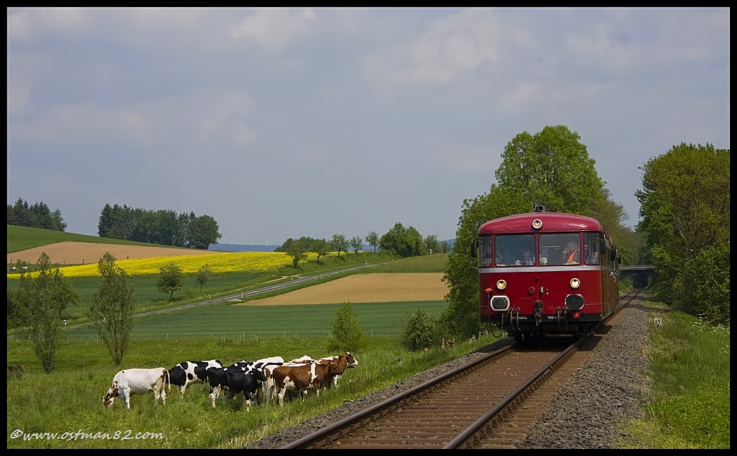 Die schönsten Kühe gibt es im Westerwald