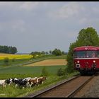 Die schönsten Kühe gibt es im Westerwald