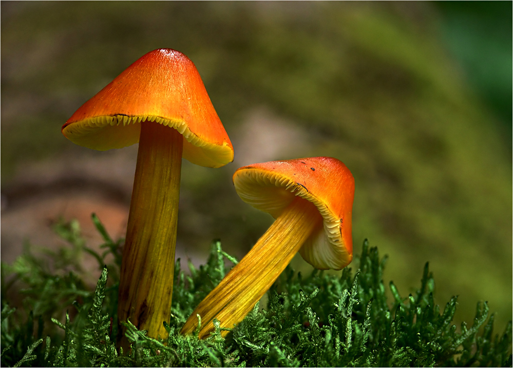 Die schönsten Pilze auf der Wiese Foto & Bild pflanzen, pilze