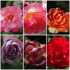 Die schönsten Rosen aus Bad-Langensalza