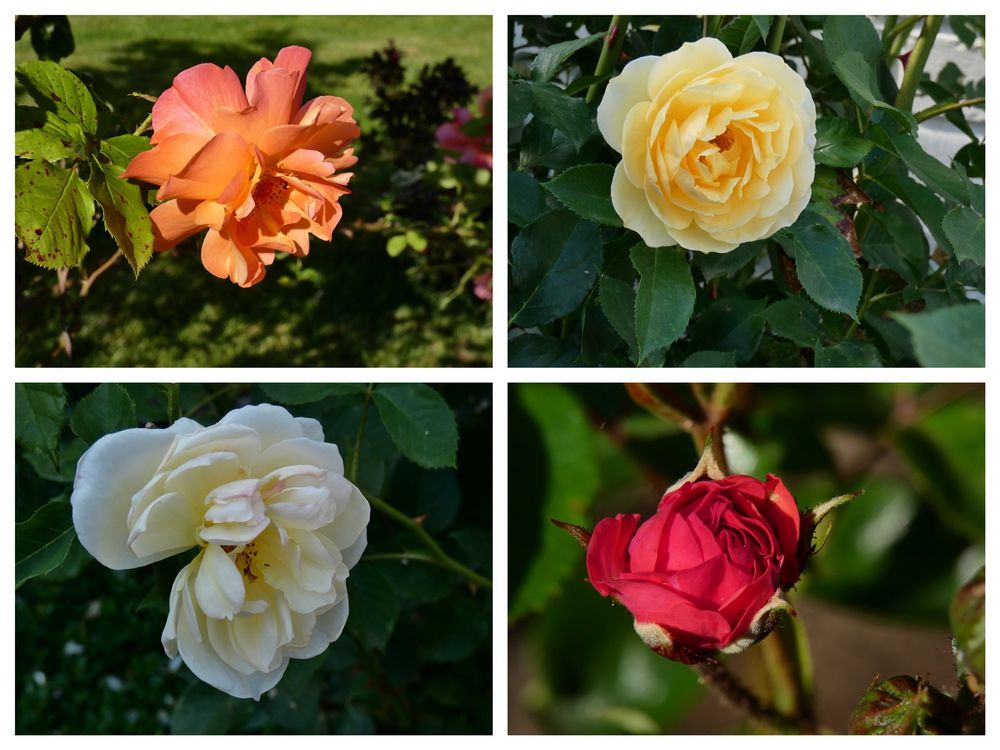 Die schönsten Rosen im Dorf Foto & Bild natur, pflanzen, rosen Bilder