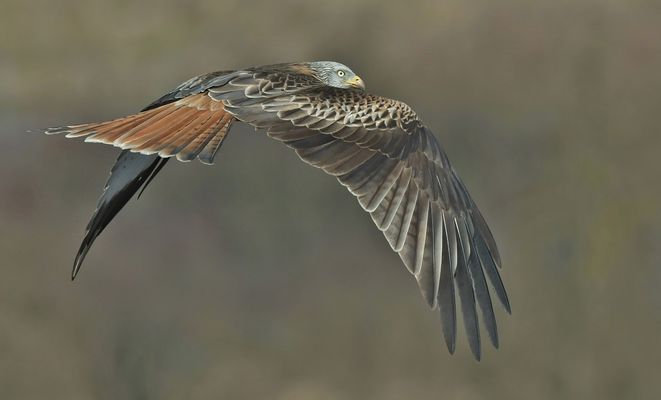 "Die Schokoladenseite" 