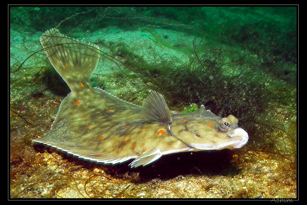 Die Scholle [Pleuronectes platessa] Foto &amp; Bild | unterwasser, uw ...