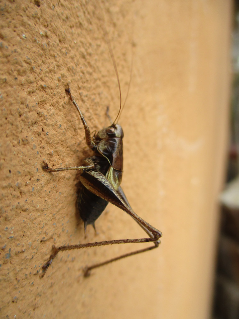  Die Schrecke an der Hausmauer