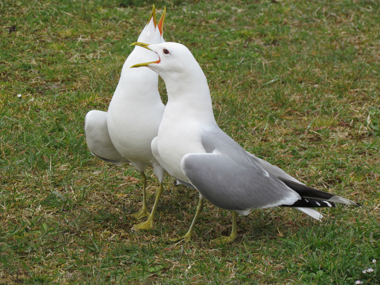 Die schreinenden Möwen