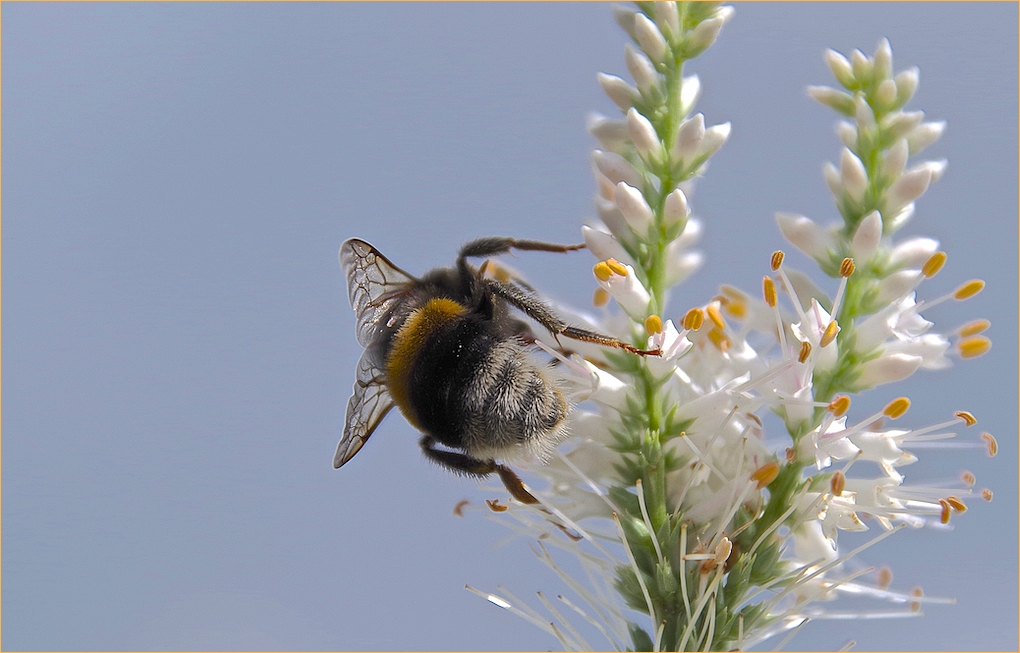 Die schüchterne Hummel..