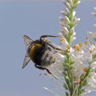 Die schüchterne Hummel..