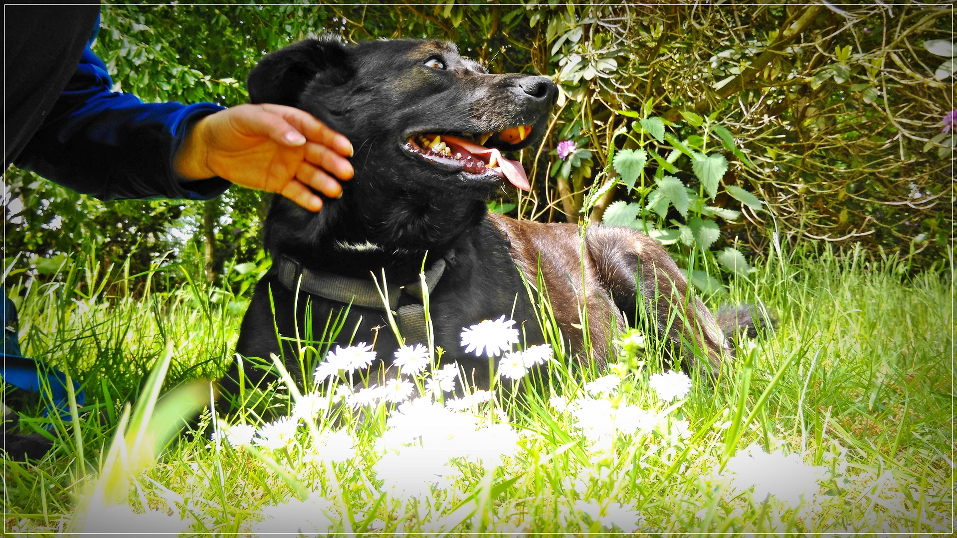 hund erbricht grün