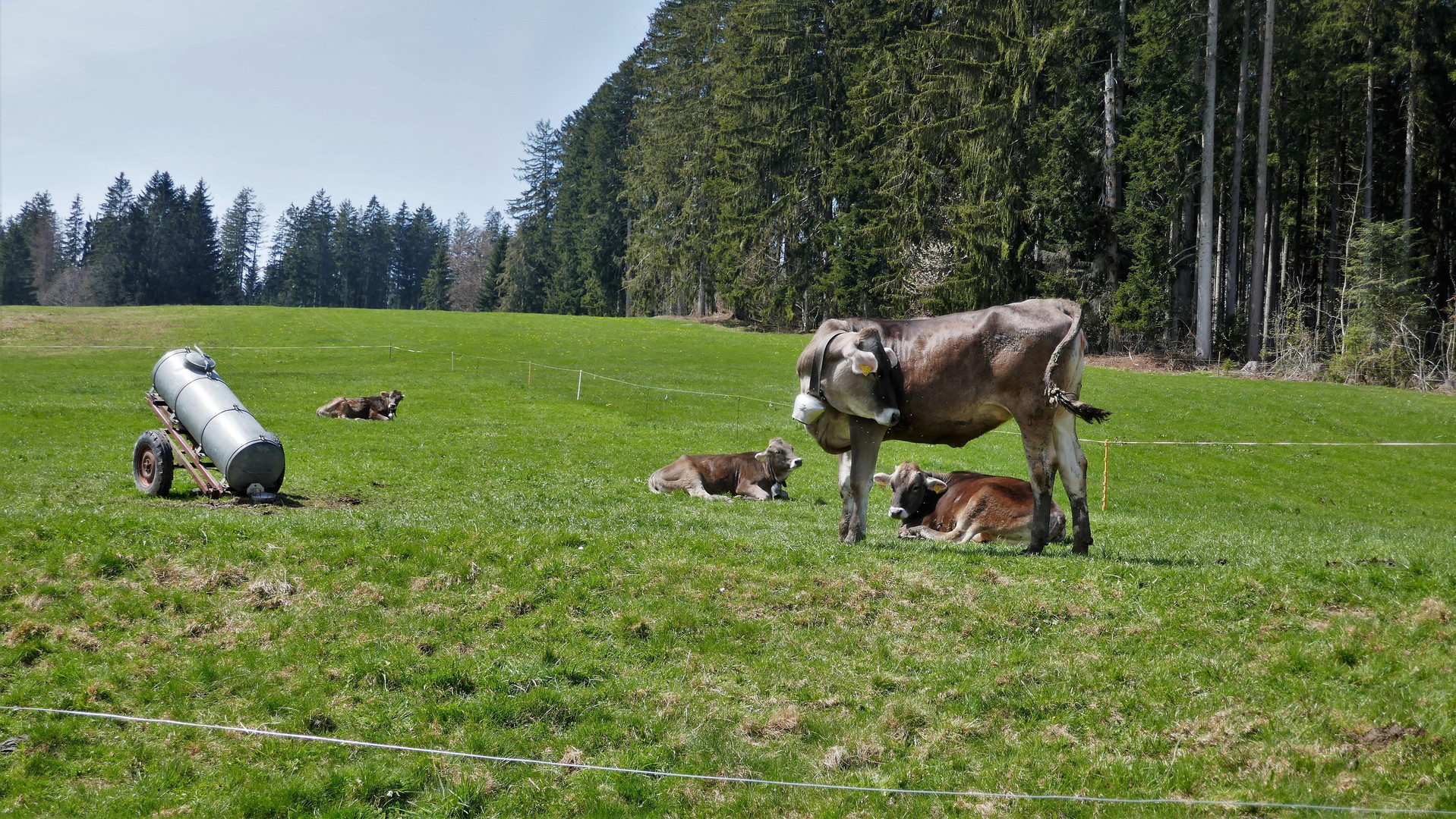 Die Schumpen dürfen wieder hinaus und genießen das ...