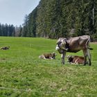 Die Schumpen dürfen wieder hinaus und genießen das ...