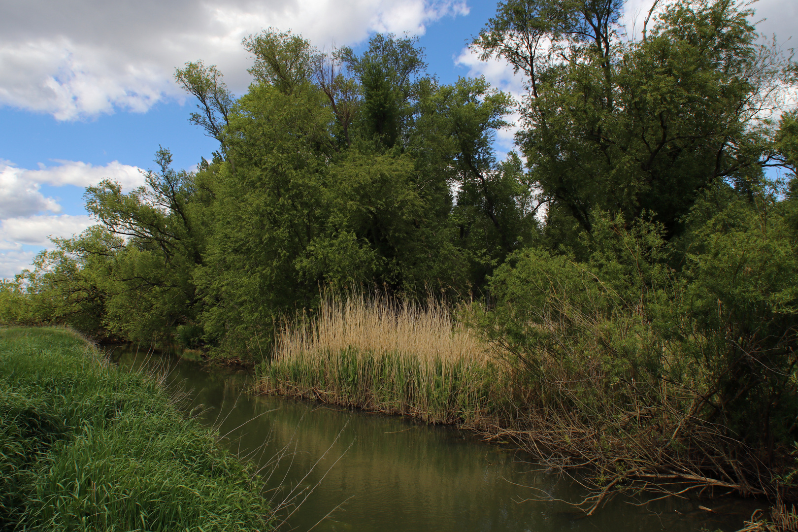 Die Schunter an der Klosterwiese