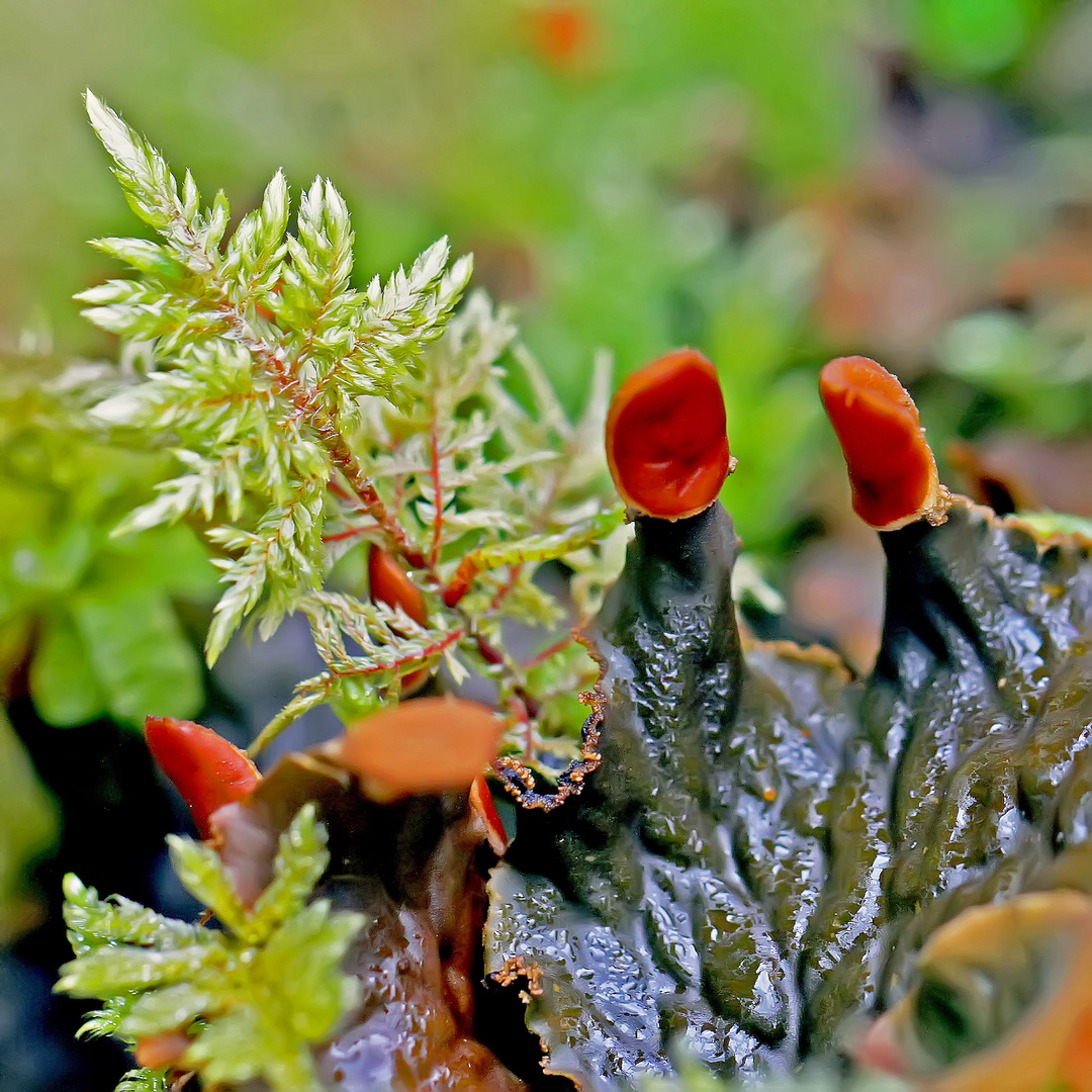 Die Schuppen-Hundsflechte (Peltigera praetextata) aus dem tiefen Tannenwald.