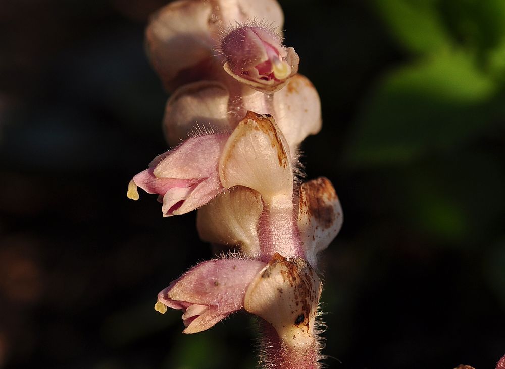 Die Schuppenwurz (Lathraea squamaria)