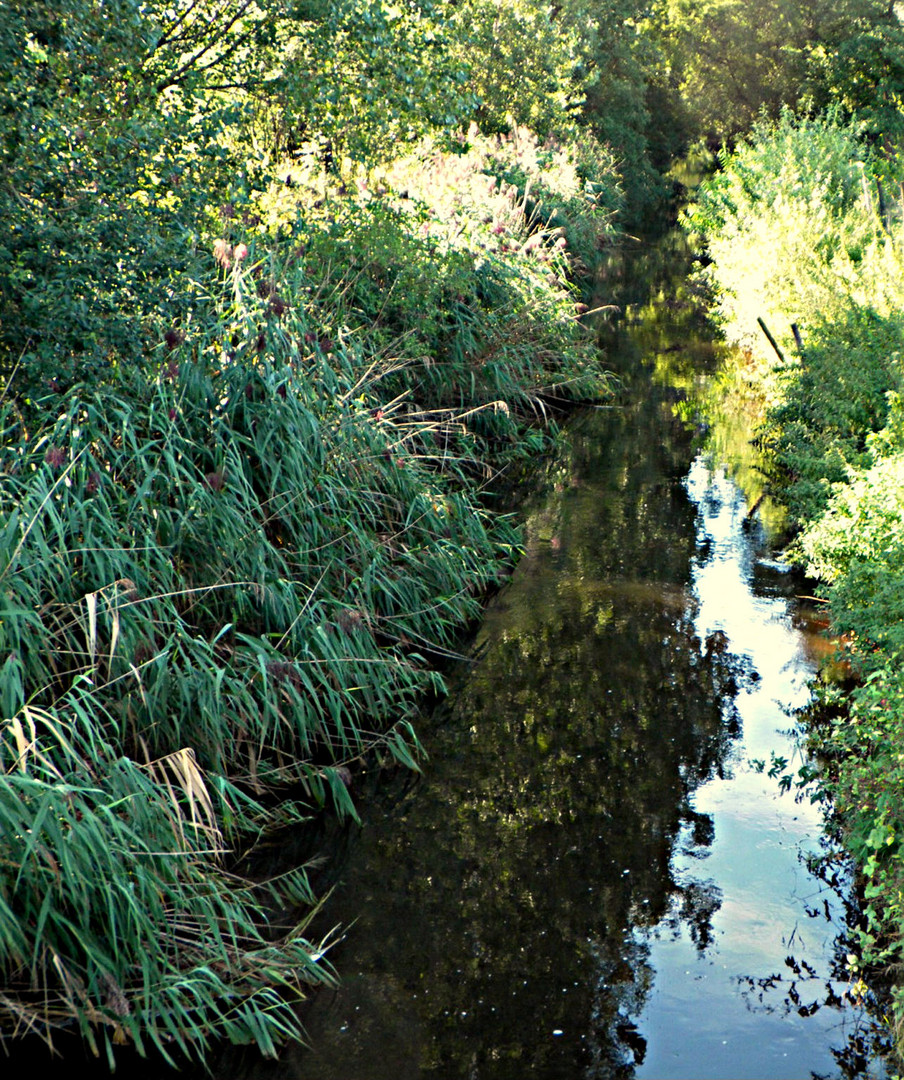 Die Schussen bei Aulendorf