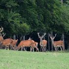 Die schwächeren Hirsch haben noch nicht gefegt