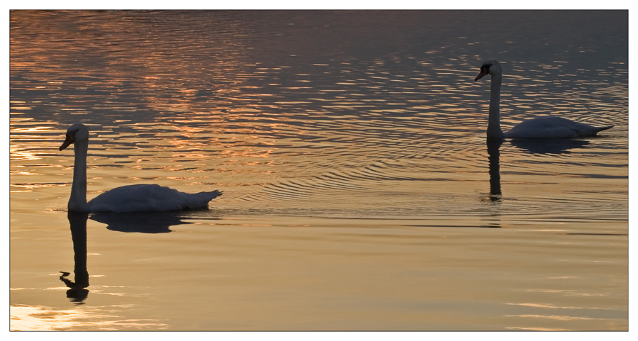 Die Schwäne am See