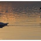 Die Schwäne am See