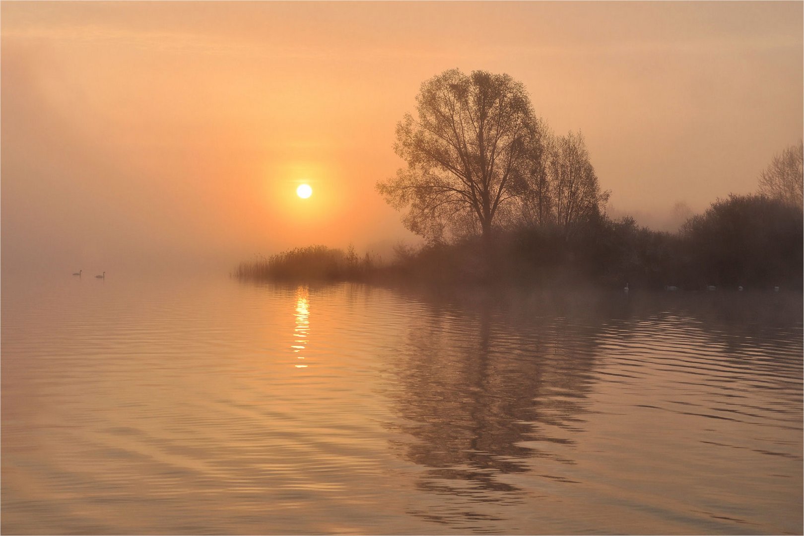 die Schwäne im MORGEN - NEBEL