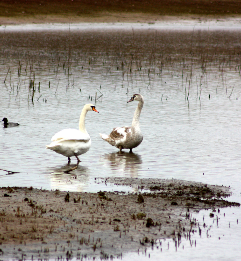 Die Schwäne im See