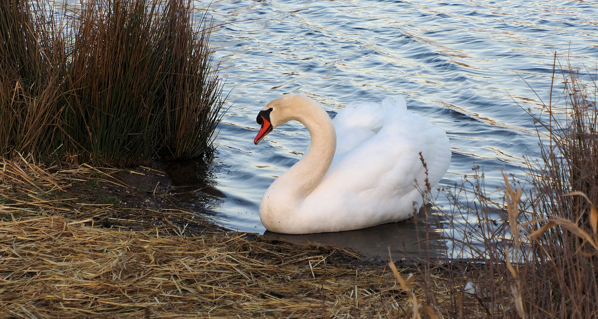 Die Schwäne sind schon da … sie war auf dem Wasser … 