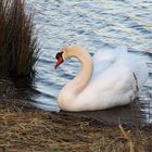 Die Schwäne sind schon da … sie war auf dem Wasser … 