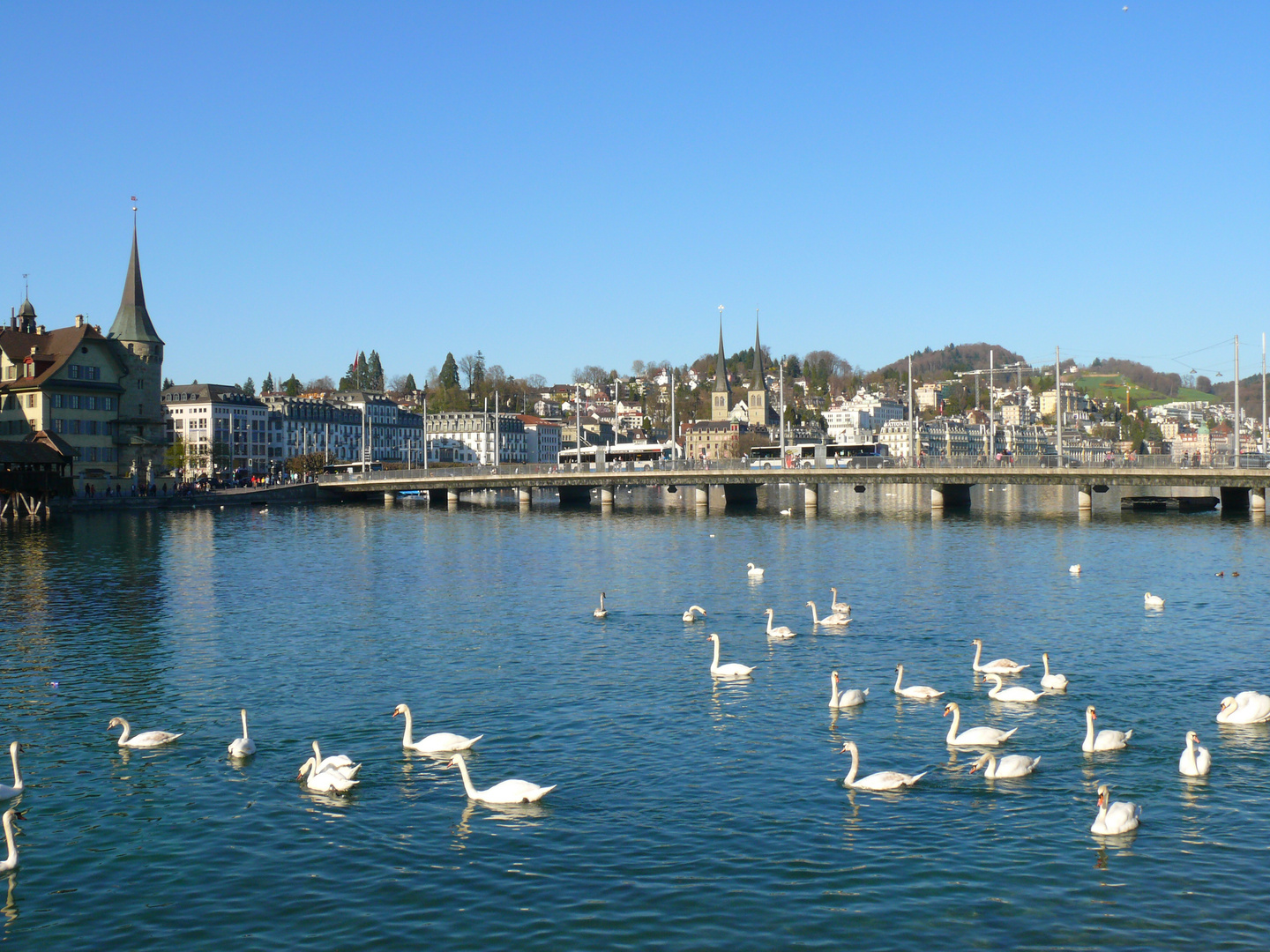 Die Schwäne von Luzern