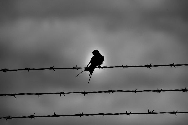 Die Schwalbe ist auf Draht!