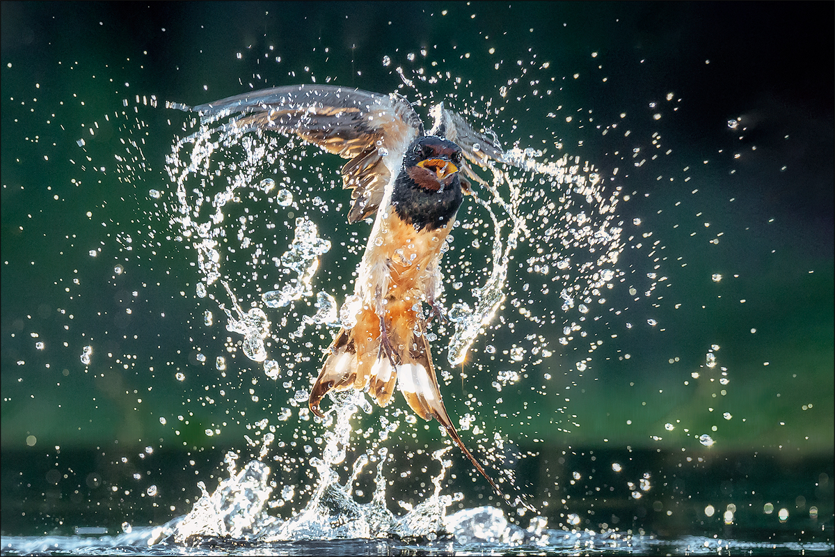 die Schwalben fliegen tief 