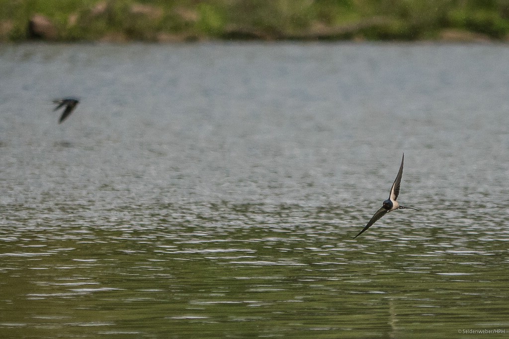 Die Schwalben flogen wieder tief... (1)