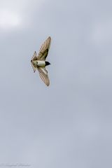 Die Schwalben sammeln sich bereits ...