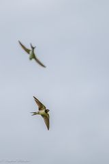 Die Schwalben sammeln sich bereits ...