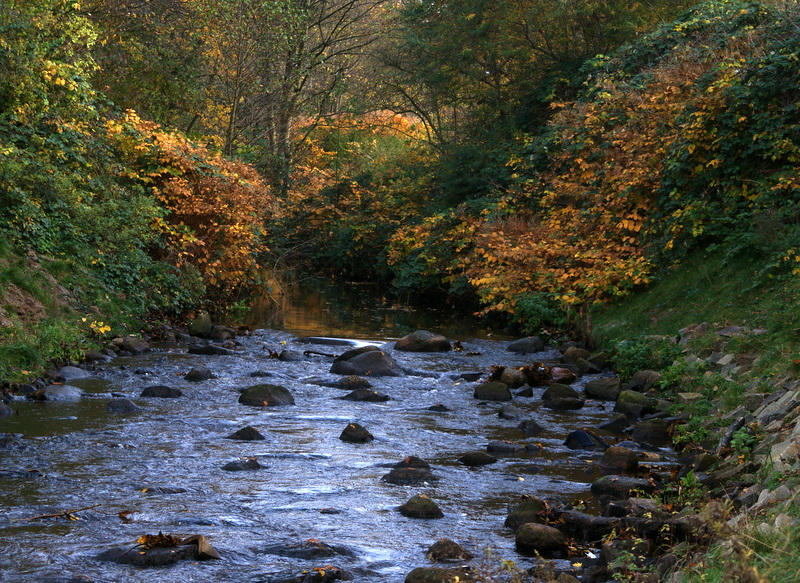 Die Schwale im Herbstlaub