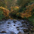 Die Schwale im Herbstlaub