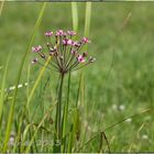 Die Schwanenblume