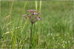 Die Schwanenblume