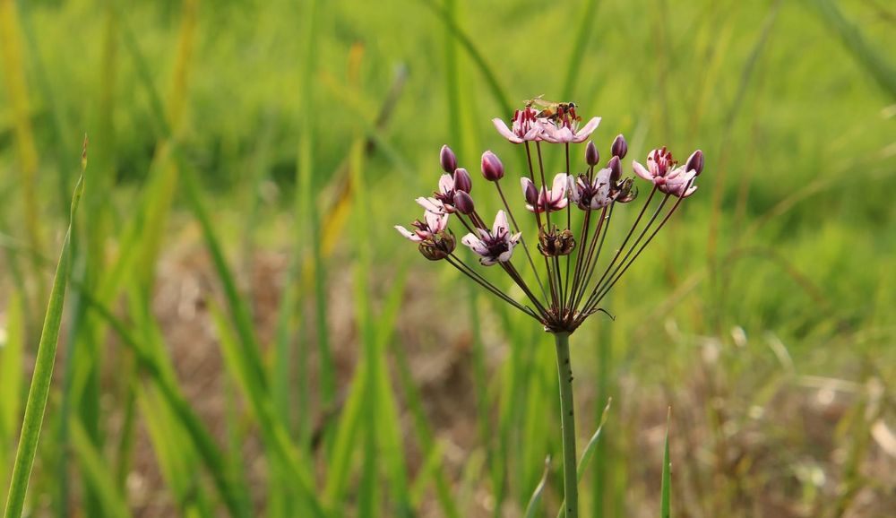 Die Schwanenblume 