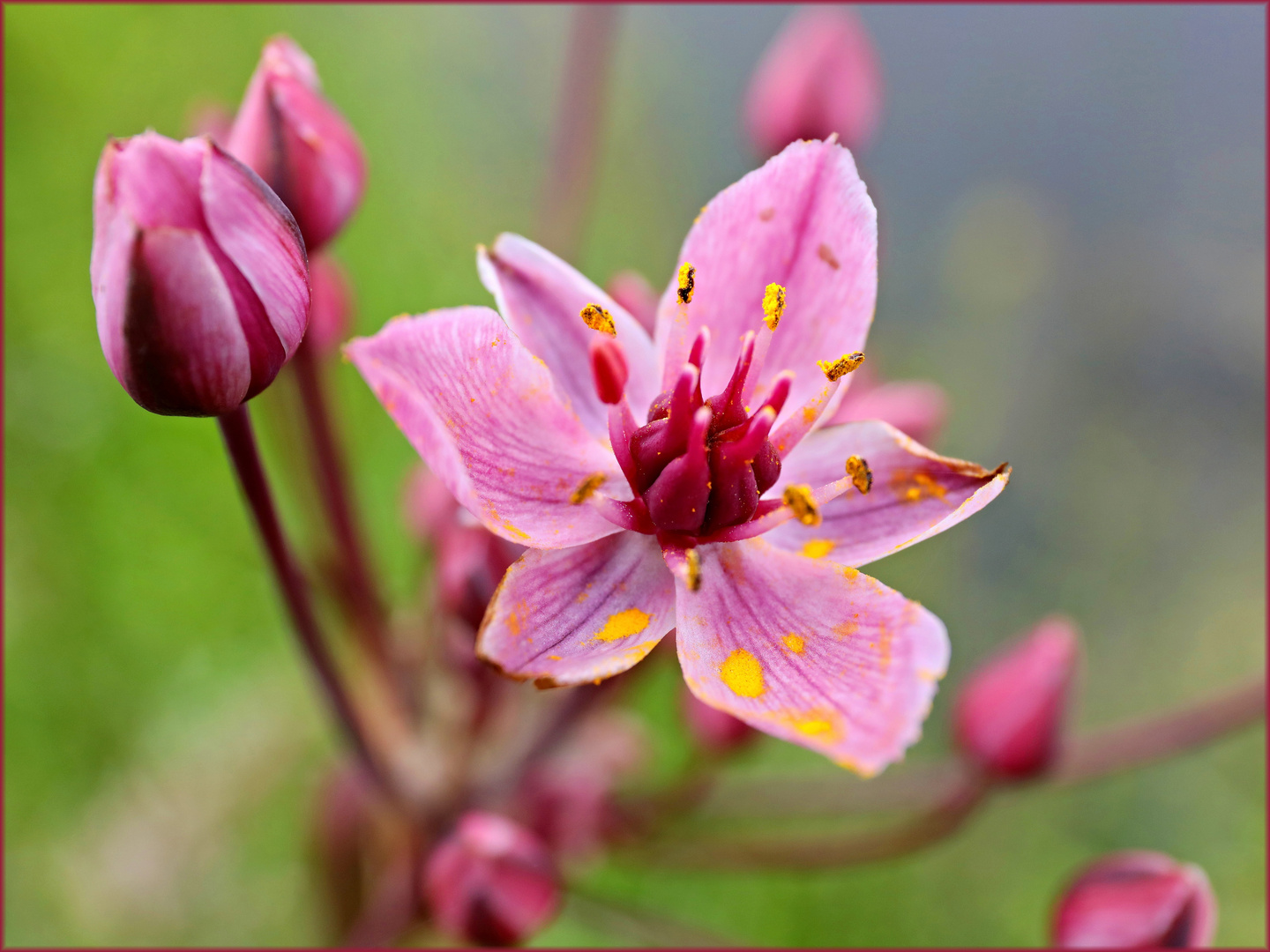 die Schwanenblume (Butomus umbellatus)